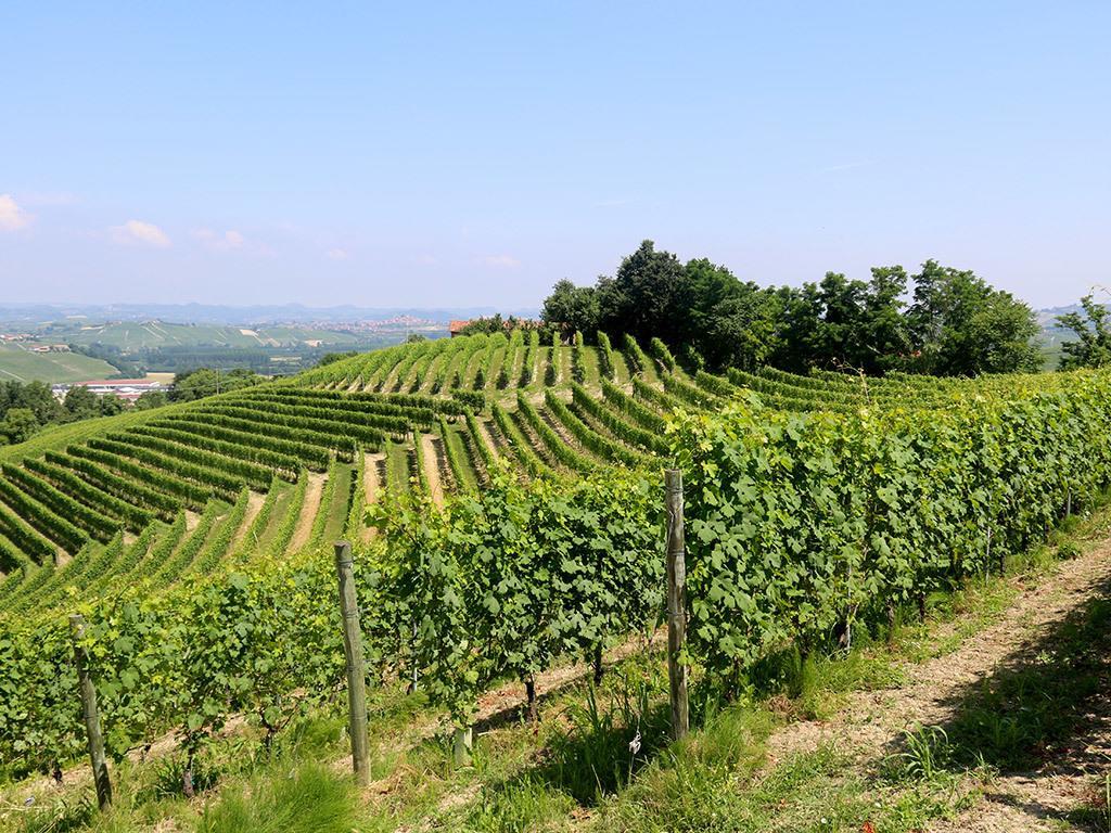 Tenuta Montanello B&B Кастільйоне-Фаллетто Екстер'єр фото